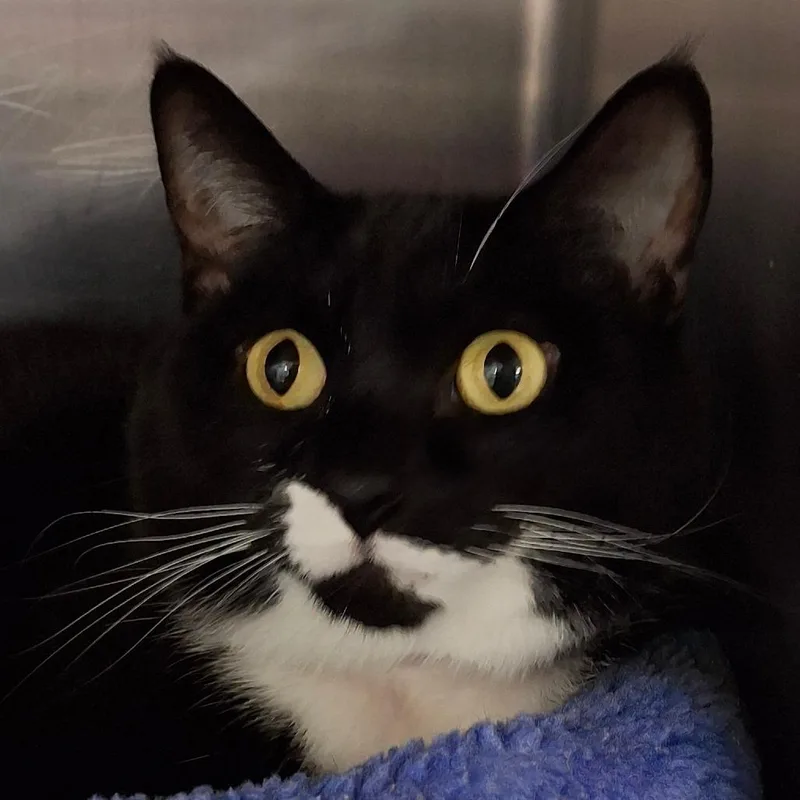 An adult large-sized female Black American Bobtail cat named Miso for adoption in Lakeland, FL