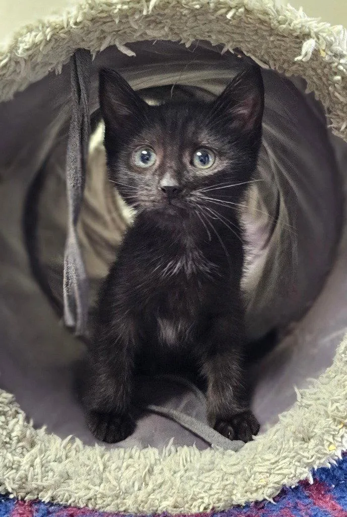 A baby small-sized female Black Domestic Short Hair cat named Irene for adoption in Lovingston, VA
