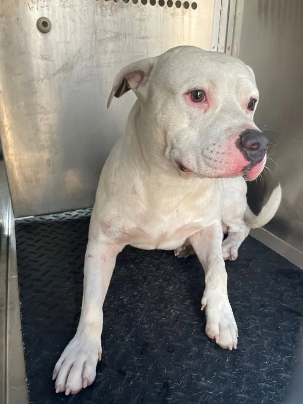 An adult large-sized male Pit Bull Terrier dog named Shorty for adoption in Austin, TX
