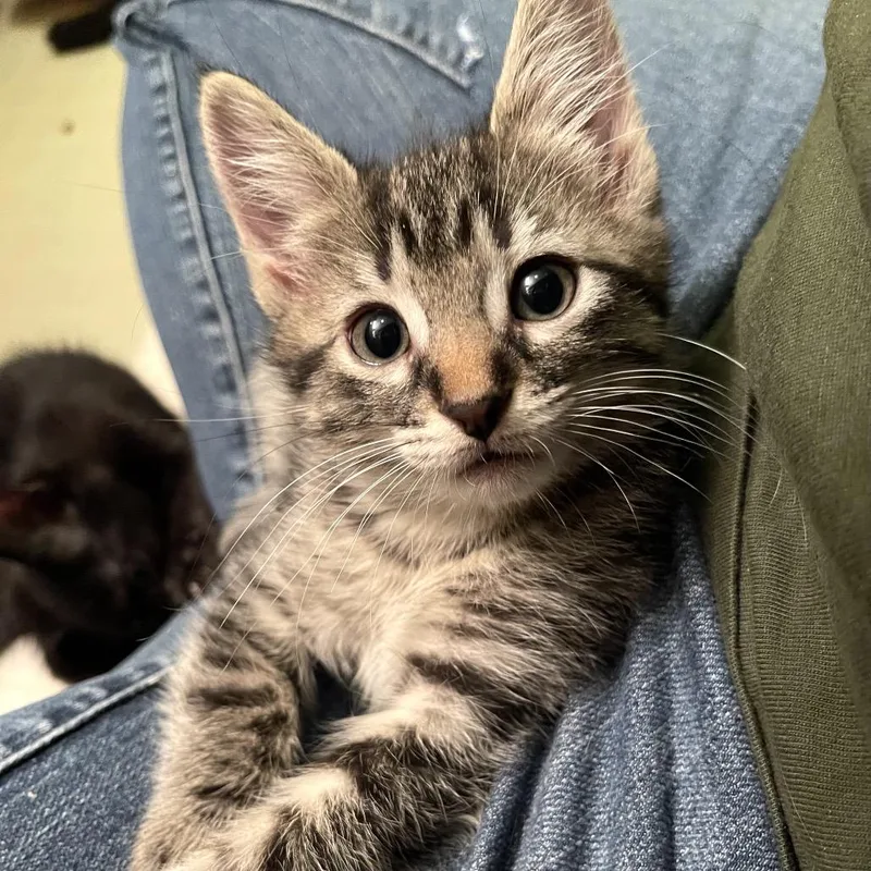 A baby small-sized female Brown / Chocolate Domestic Short Hair cat named Keeley for adoption in Springfield, IL