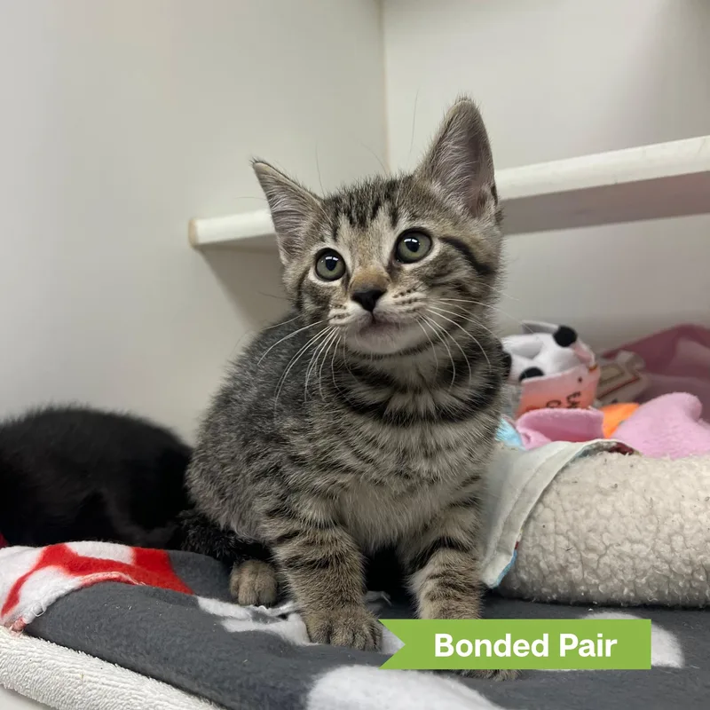 A young small-sized male Domestic Short Hair cat named Obie for adoption in Reisterstown, MD
