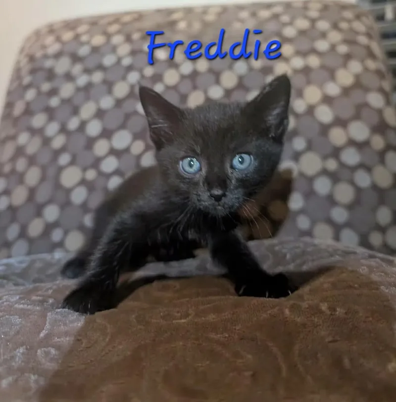 A baby medium-sized male Black Domestic Short Hair cat named Freddie for adoption in Anna, TX