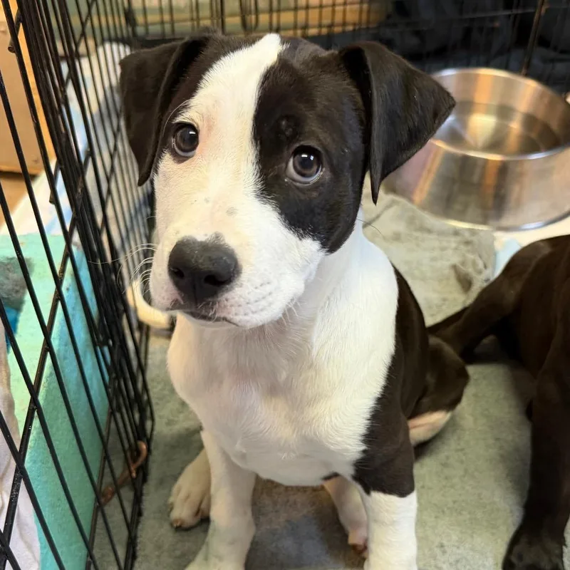 A baby small-sized female Black Mixed Breed dog named Burette for adoption in Flagstaff, AZ