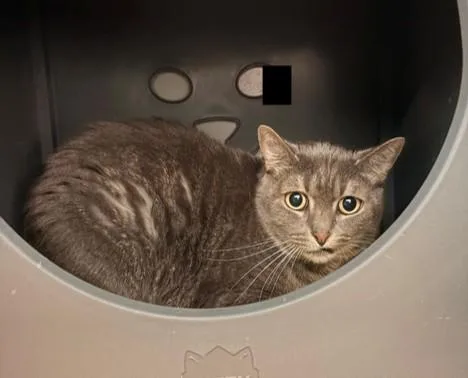 An adult small-sized female Domestic Short Hair cat named Tiger for adoption in Leesburg, VA
