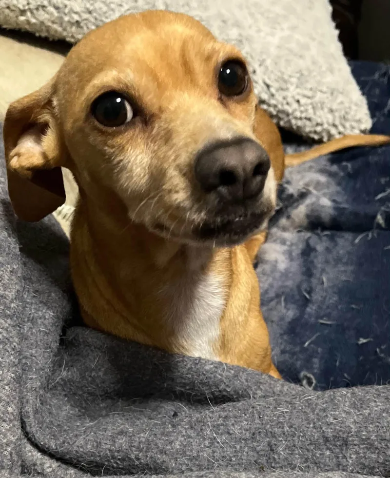 A young small-sized female Apricot / Beige Chiweenie dog named Honey for adoption in Winsted, CT
