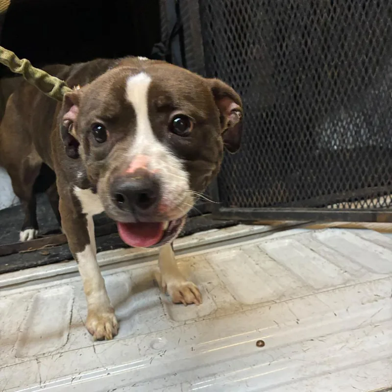 An adult medium-sized female Brown / Chocolate Mixed Breed dog named Darla for adoption in Gadsden, AL