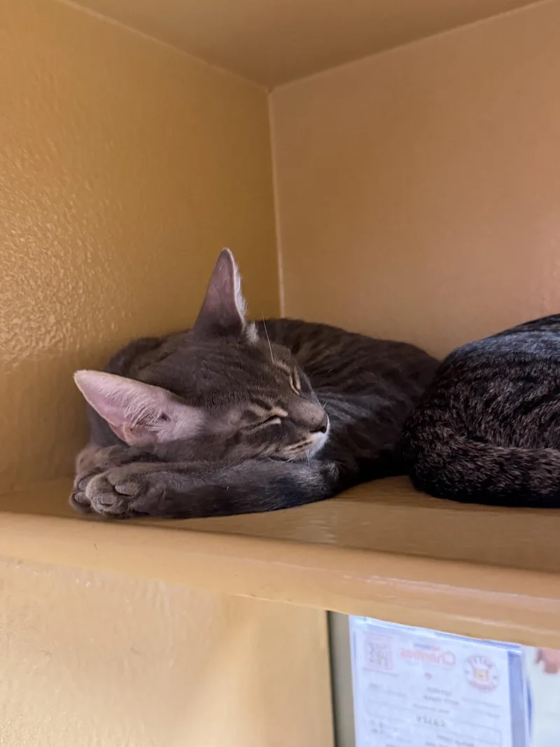 A young small-sized male Gray / Blue / Silver Domestic Short Hair cat named John Dutton for adoption in Covina , CA
