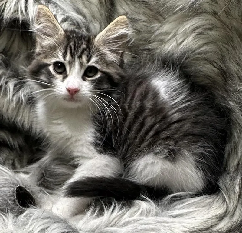 A baby small-sized male Domestic Medium Hair cat named Cubano for adoption in San Diego, CA