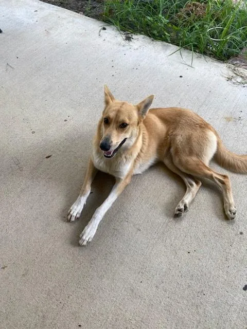 A young medium-sized female Shepherd dog named Lady Bug for adoption in Houston, TX