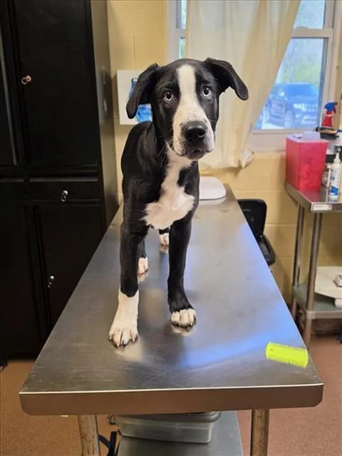 A baby large-sized male Australian Shepherd dog named Duke for adoption in Cookeville, TN