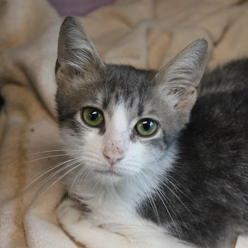 A baby small-sized male Gray / Blue / Silver Domestic Short Hair cat named Mr. Frog for adoption in Hattiesburg, MS