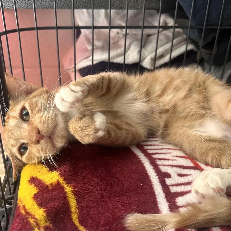 A baby medium-sized male Orange / Red Domestic Short Hair cat named Kent for adoption in Rocky Mount, VA