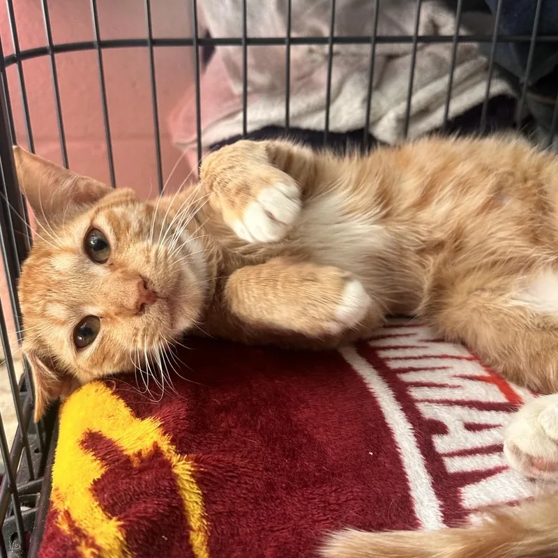 Kent thumbnail 2