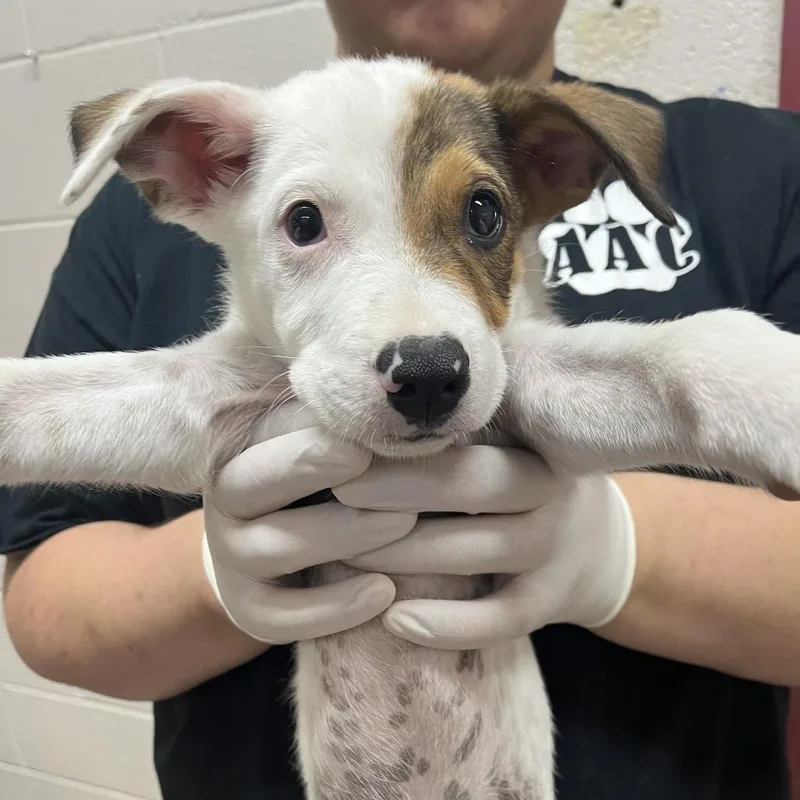 A baby small-sized male White / Cream Mixed Breed dog named Happy for adoption in Ardmore, OK