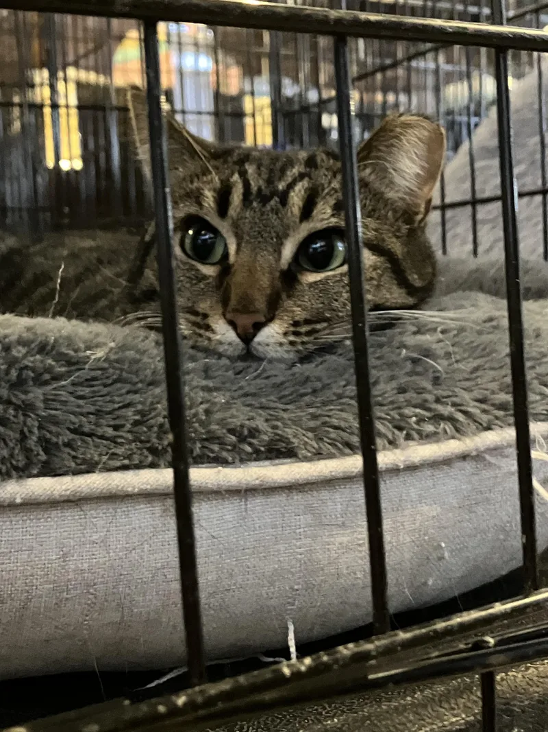 Charlotte And Amelia