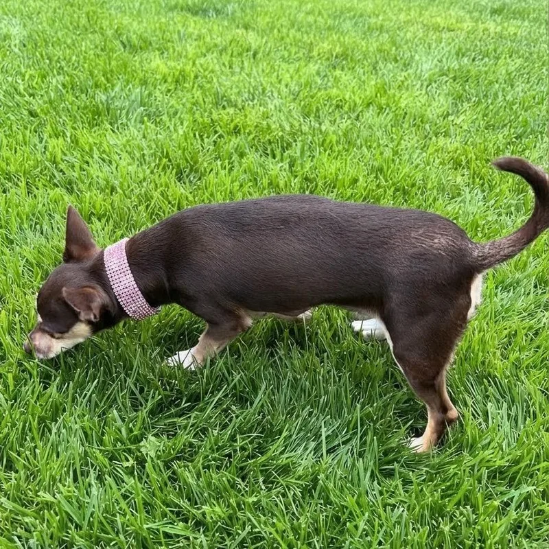 An adult small-sized female Chihuahua dog named Carmen for adoption in Las Vegas, NV