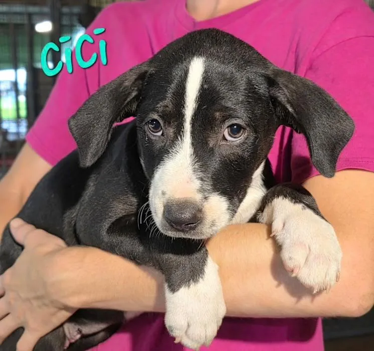 A baby medium-sized female Black Basset Hound dog named Cici for adoption in Watertown, CT