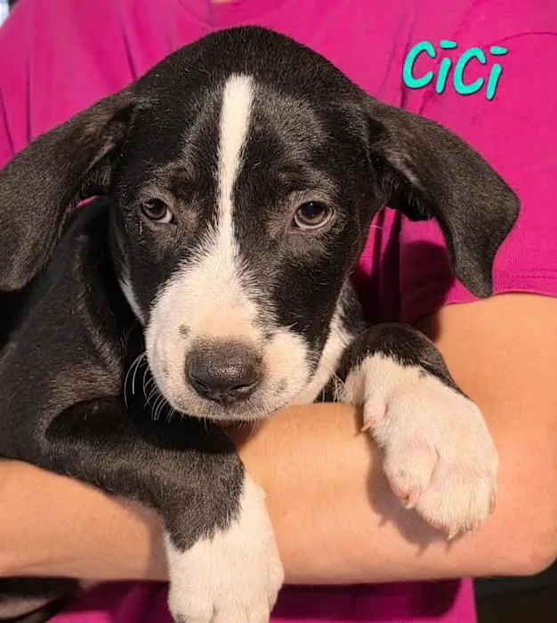 Cici thumbnail 2