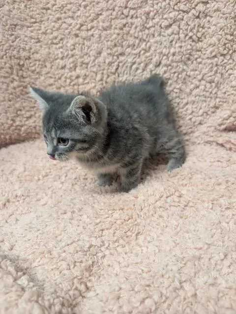 A baby medium-sized female Tabby (Gray / Blue / Silver) Domestic Short Hair cat named Maple for adoption in Taylorsville, KY