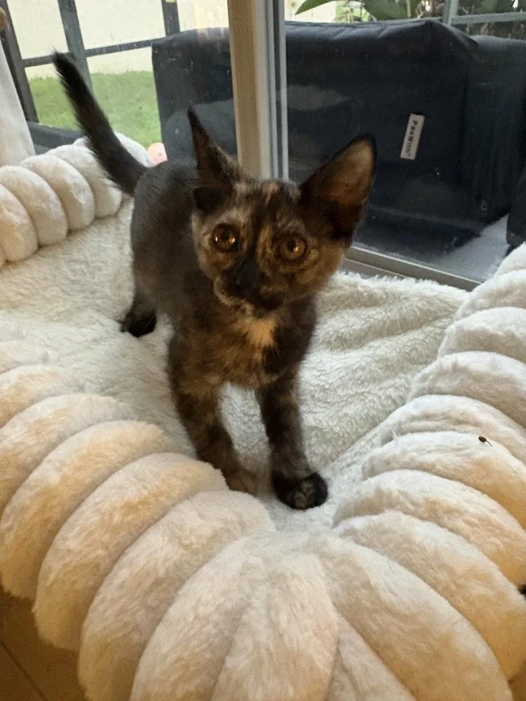 A baby small-sized female Tabby (Brown / Chocolate) Domestic Short Hair cat named Abigail for adoption in Brandon, FL