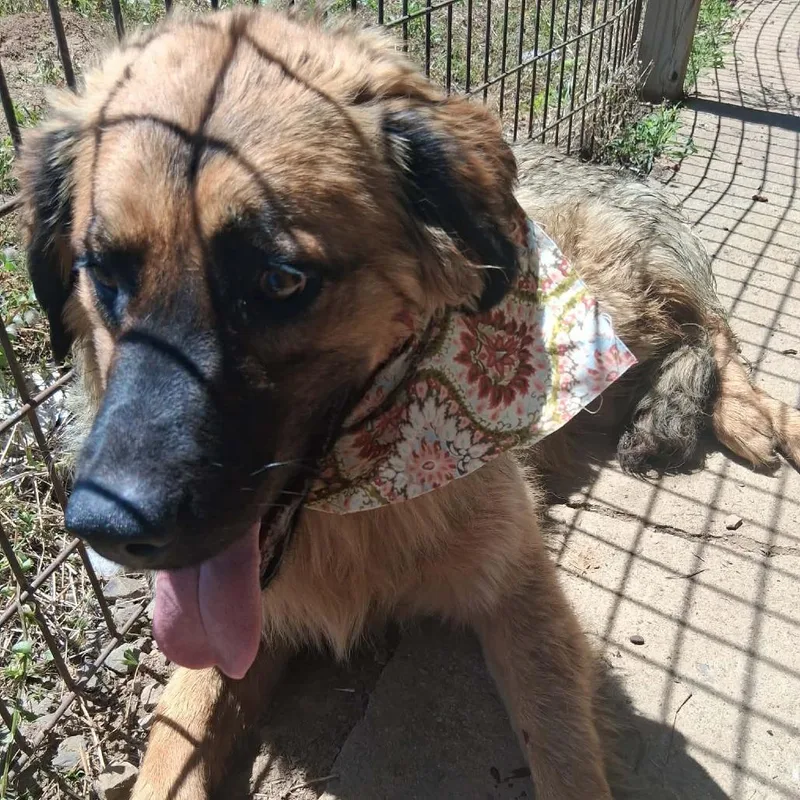 An adult medium-sized female Black Shepherd dog named Scout for adoption in Hackett, AR