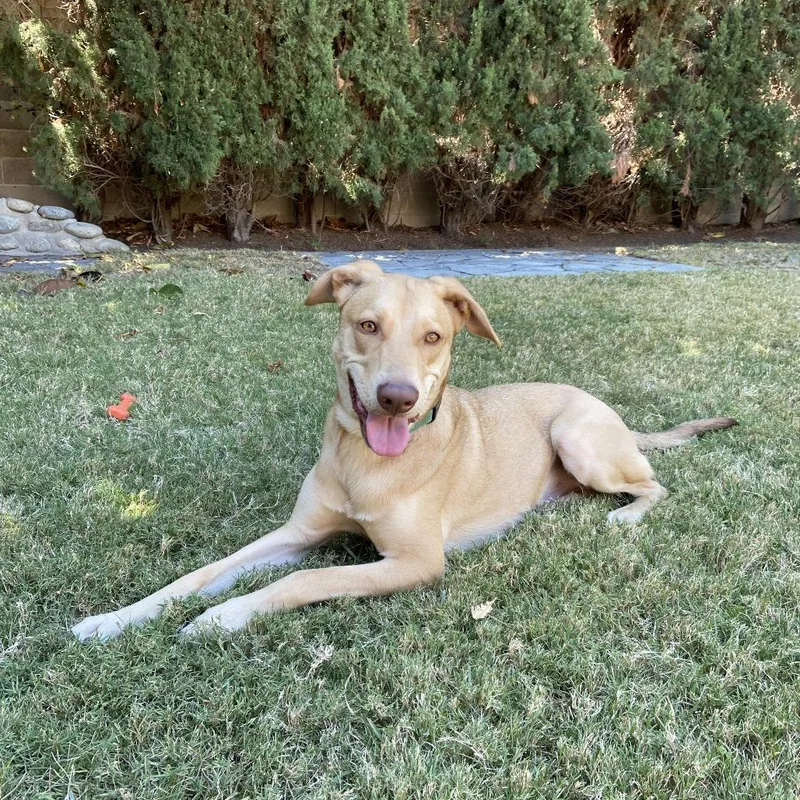 An adult medium-sized male Weimaraner dog named Donut for adoption in San Diego, CA