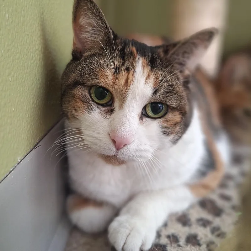A senior large-sized female Calico Domestic Short Hair cat named Aurora for adoption in Attica, NY