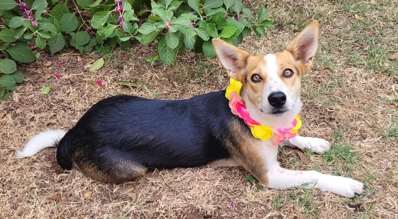 A young small-sized female Corgi dog named Jolene for adoption in Vernon, TX