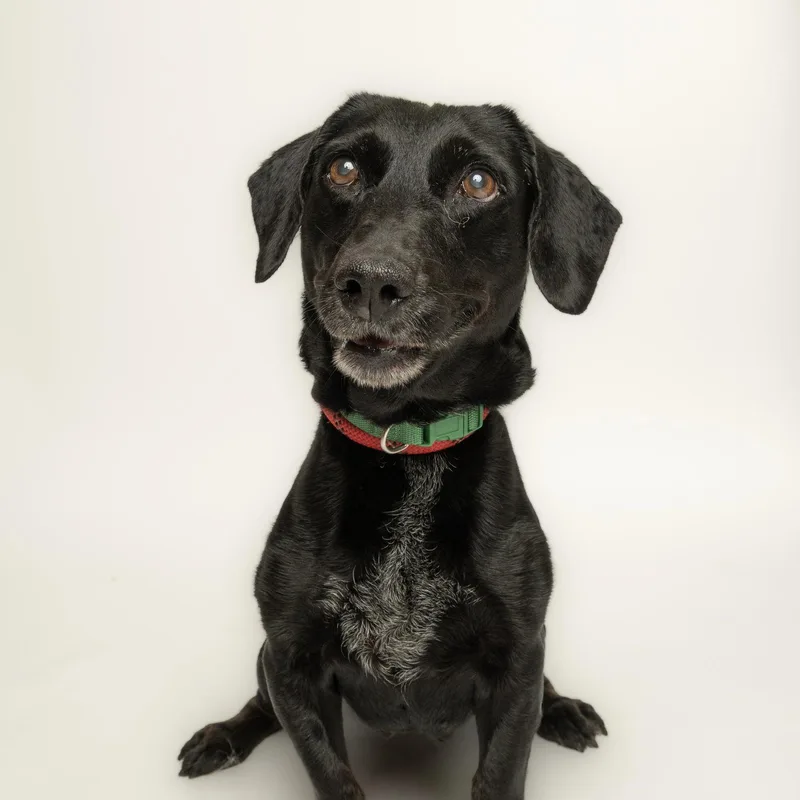 A senior small-sized female Dachshund dog named Pixie for adoption in Richardson, TX