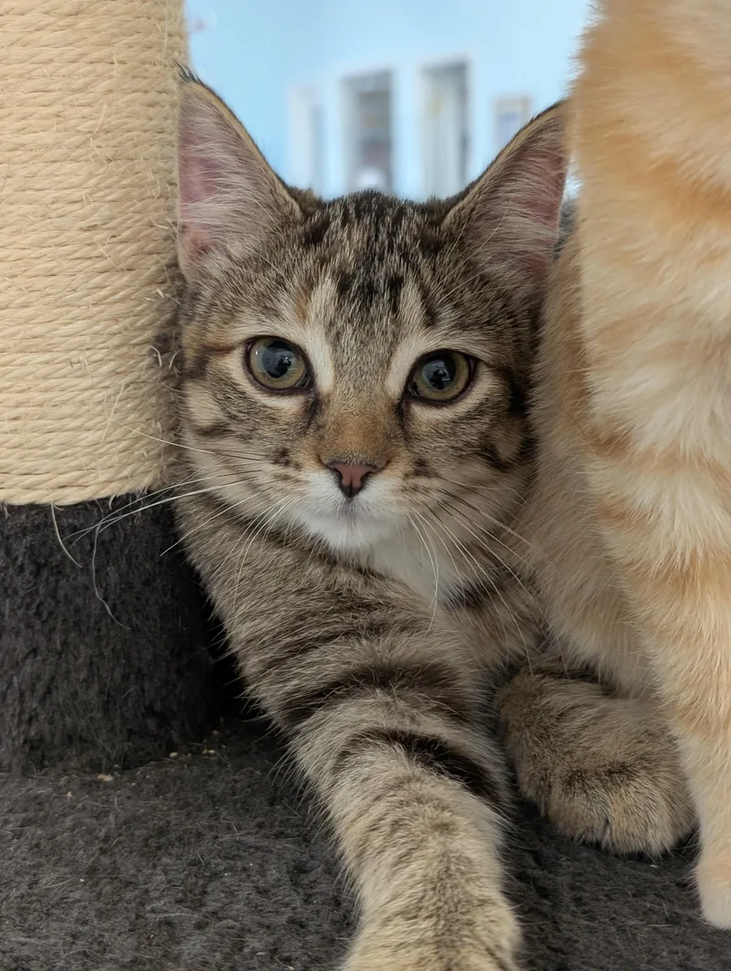 A baby medium-sized female Tabby (Brown / Chocolate) Domestic Short Hair cat named Misty for adoption in Tilton, IL