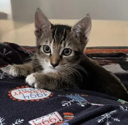 A baby small-sized female Domestic Short Hair cat named Giselle for adoption in Honolulu, HI