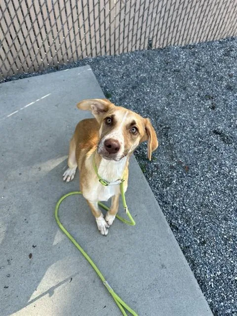 A young small-sized female Whippet dog named June Bug for adoption in Lincolnton, NC