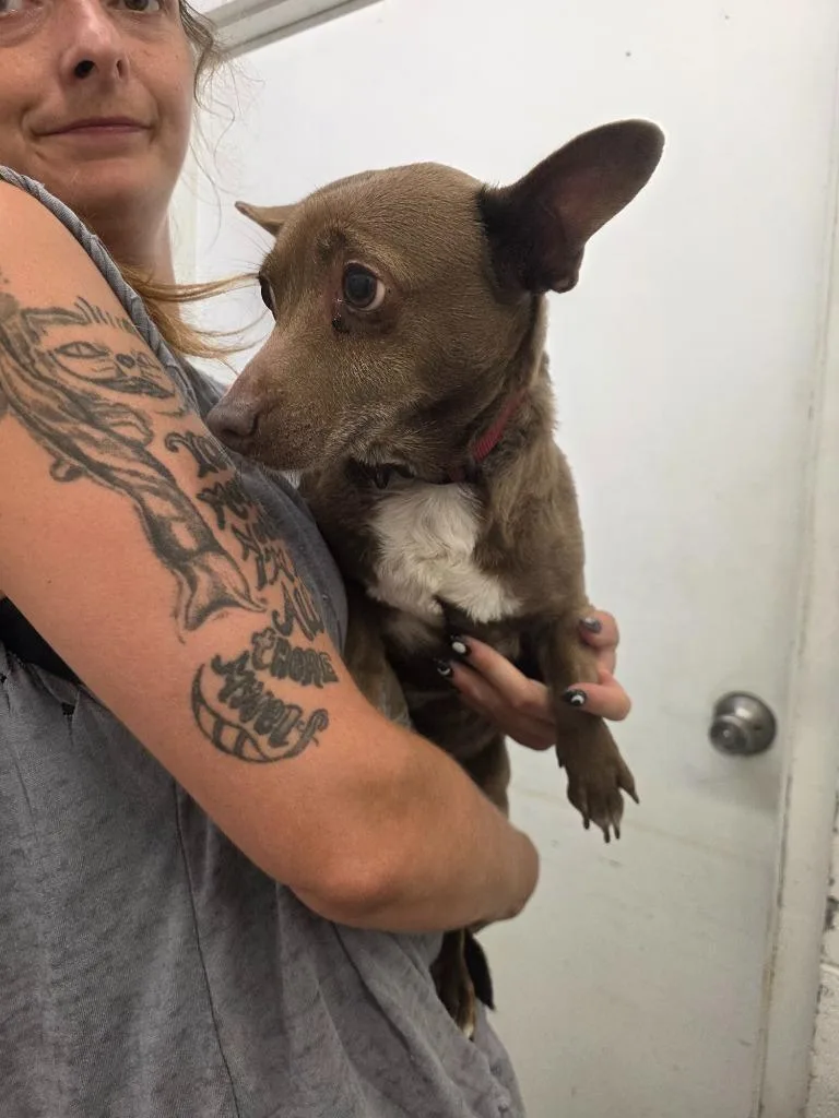 A senior large-sized female Chihuahua dog named Leddie for adoption in Chickamauga , GA