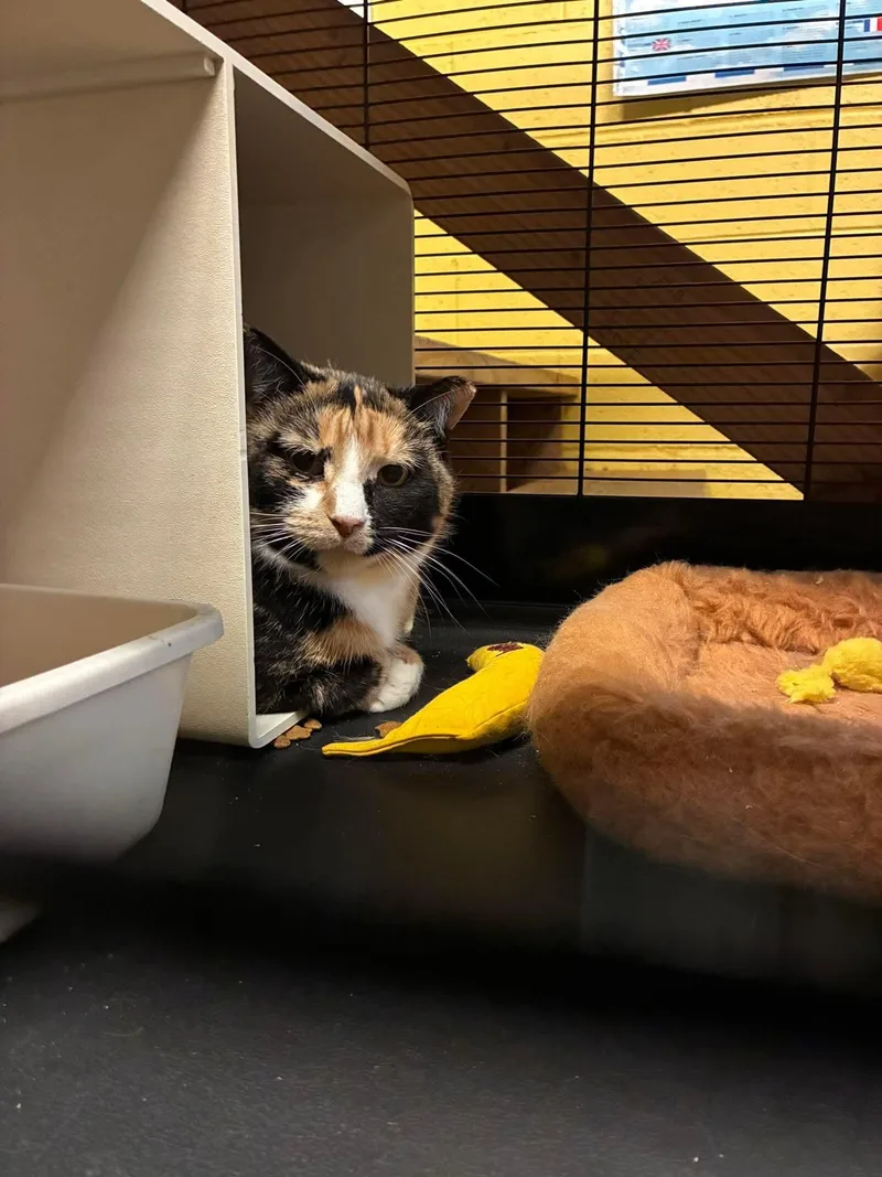 Valentina Semi Feral Mama