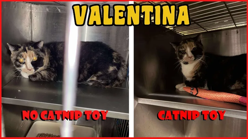 Valentina Semi Feral Mama thumbnail 2