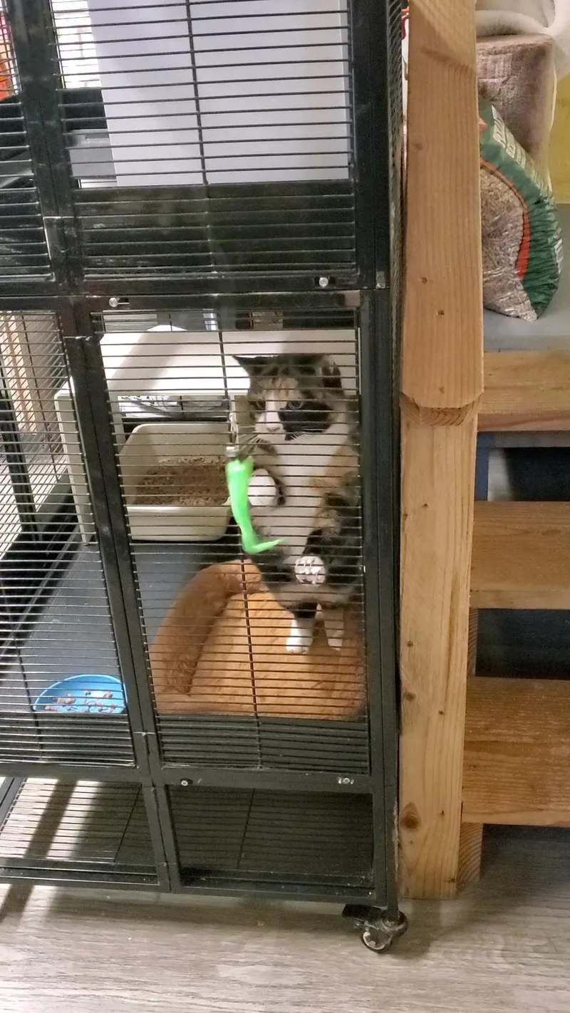 Valentina Semi Feral Mama thumbnail 3