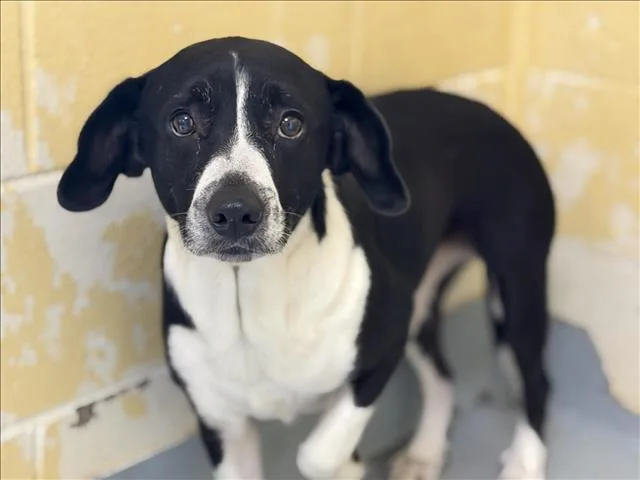An adult small-sized female Pit Bull Terrier dog named Sprinkles for adoption in Tulsa, OK