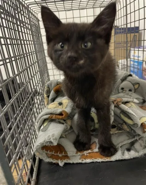 A baby small-sized male Domestic Short Hair cat named Jamiroquai for adoption in Killeen, TX