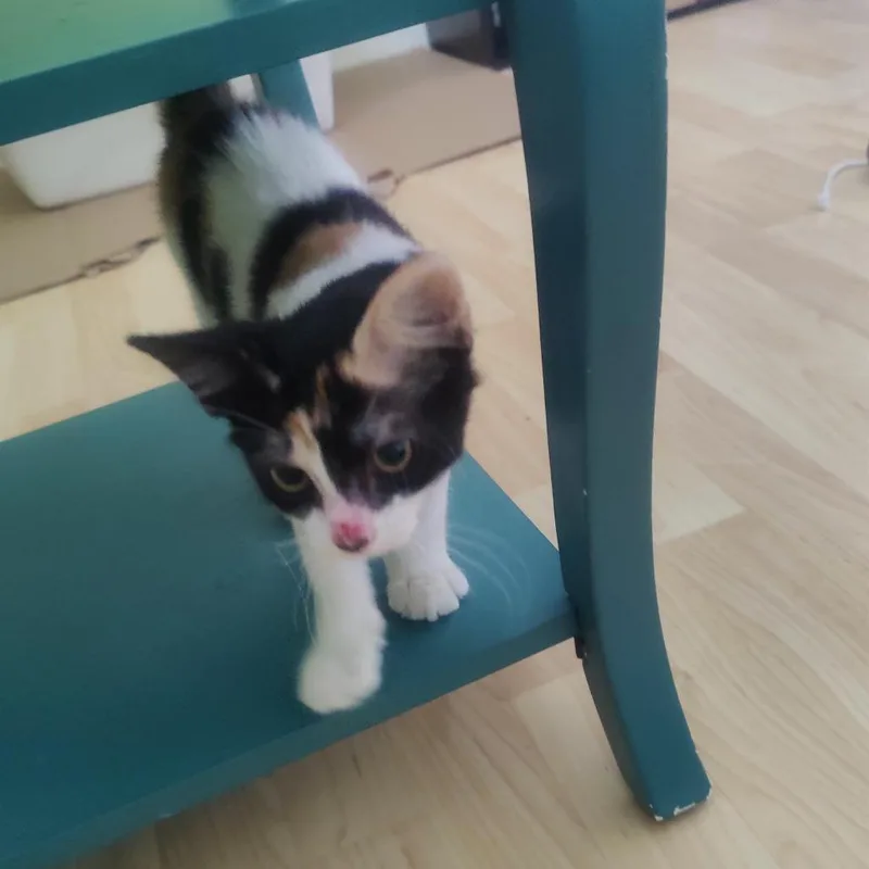 A baby small-sized female Calico Domestic Short Hair cat named Skittles for adoption in West Palm Beach, FL