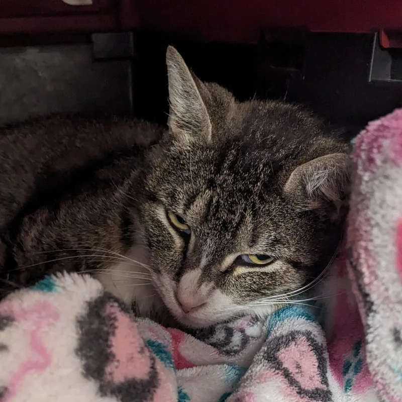 A young medium-sized female Brown / Chocolate Domestic Short Hair cat named Arwen for adoption in Salt Lake City, UT