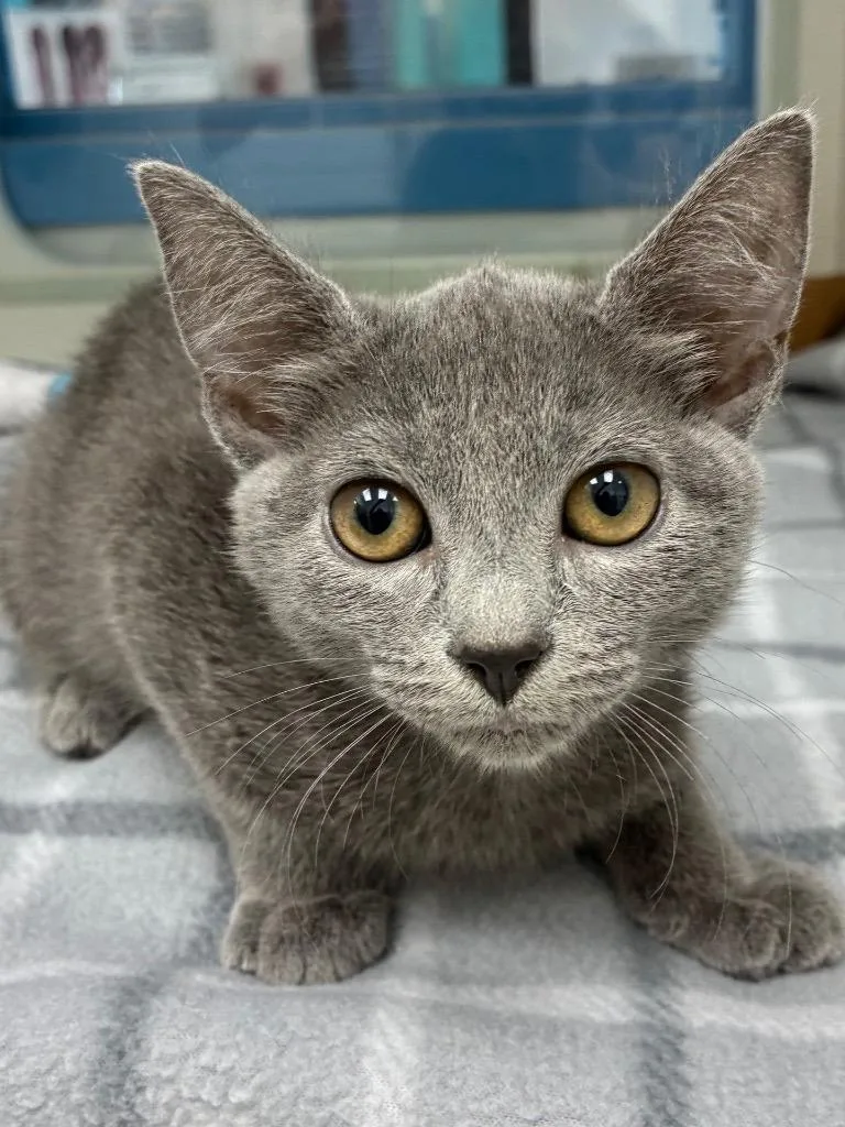 A baby small-sized female Domestic Short Hair cat named Amperling for adoption in Hartsville, SC