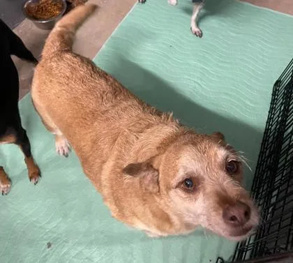 A senior small-sized male Golden Terrier dog named Peegrum for adoption in Key West, FL