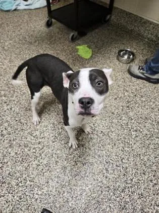 A baby small-sized female Pit Bull Terrier dog named Billie for adoption in Westland, MI