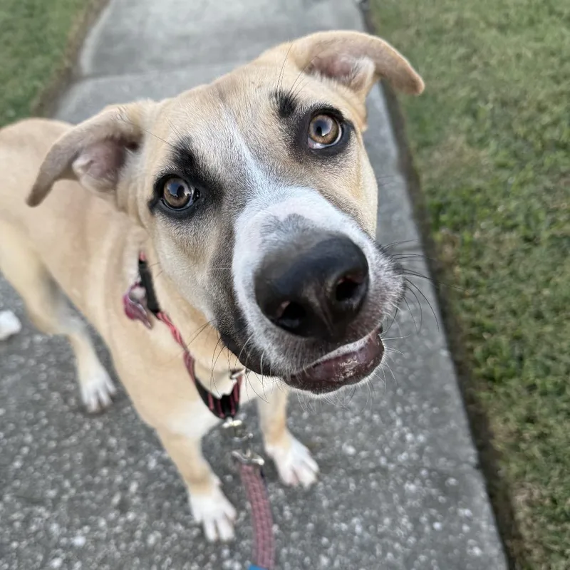 Silver Mist thumbnail 2