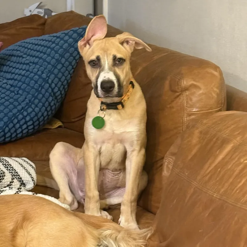 Silver Mist thumbnail 3