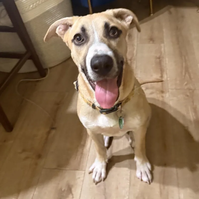 Silver Mist thumbnail 4