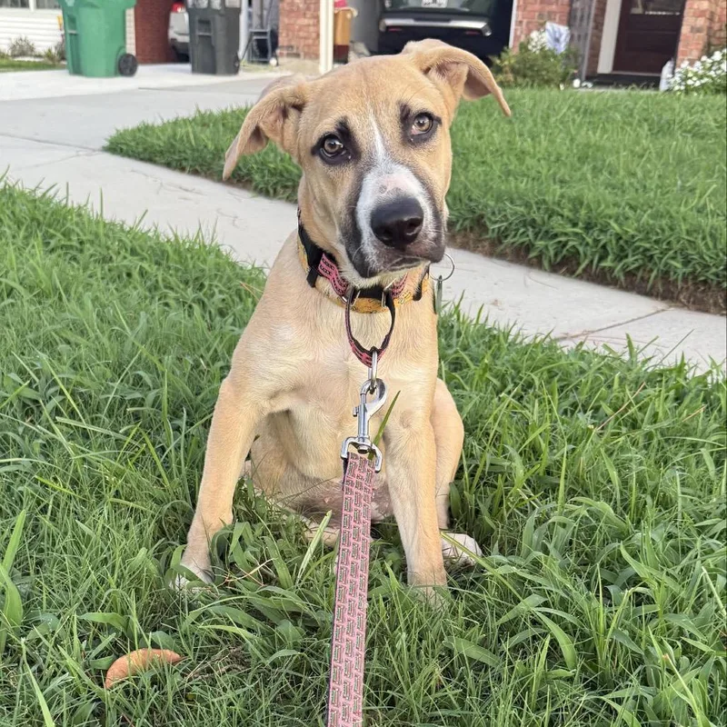 Silver Mist thumbnail 5