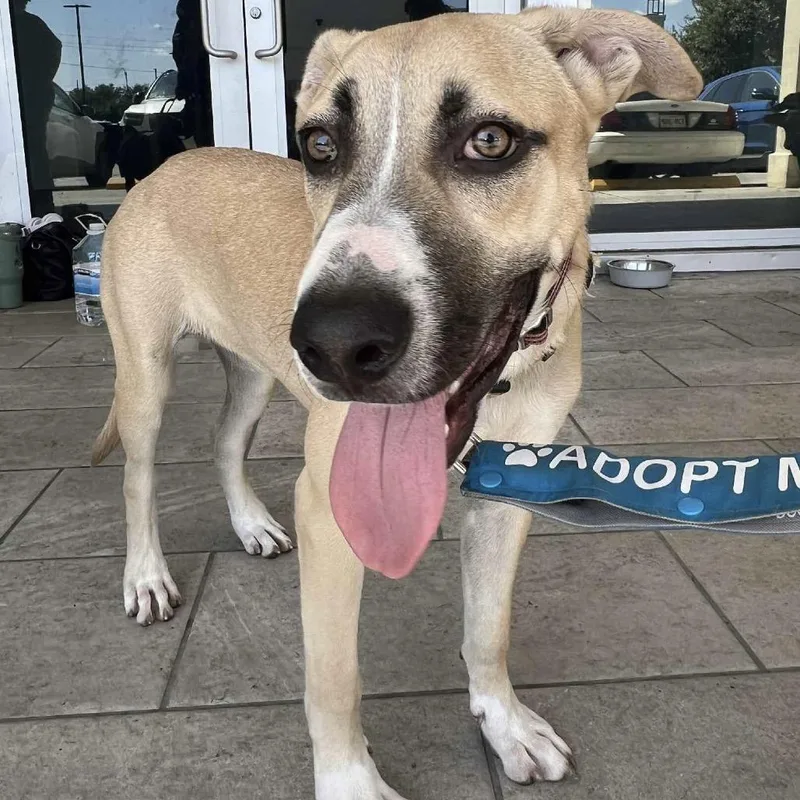 Silver Mist thumbnail 6