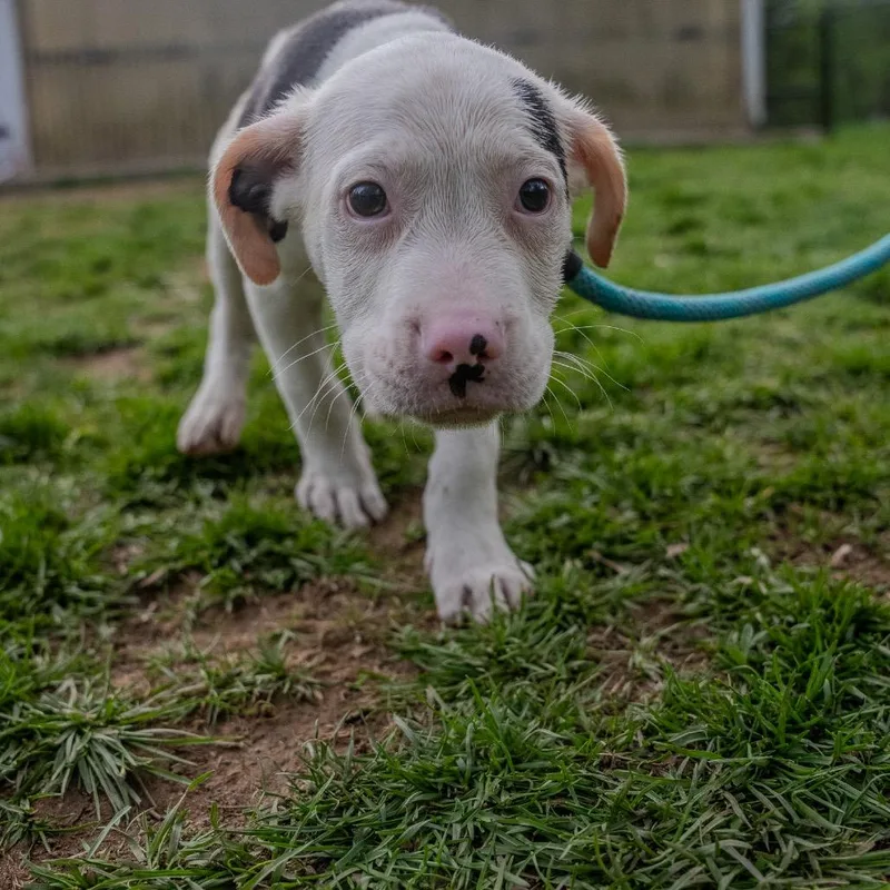 A baby medium-sized male White / Cream Labrador Retriever dog named Carrot for adoption in Pawling, NY