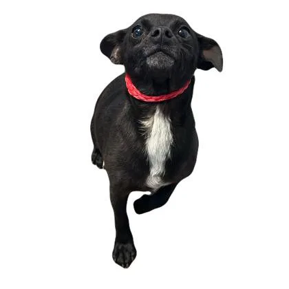 An adult small-sized female Chihuahua dog named Blackberry for adoption in Red Bluff, CA